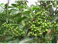 帅青 保鲜青花椒 餐饮必备图2