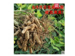 18年新货带壳干红衣花生5斤 红皮小粒生花生四粒红花生农家自产图3