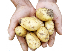 沙地黄心小土豆5斤新鲜蔬菜马铃薯洋芋农产品图1