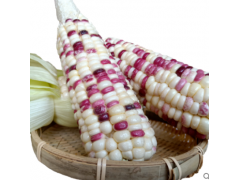 新鲜花糯玉米5斤应季甜玉米棒带皮苞谷水果玉米【2件发带箱10斤】图1