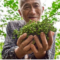 青花椒新鲜四川特产鲜花椒麻椒藤椒生花椒汉源真空特麻现摘袋装